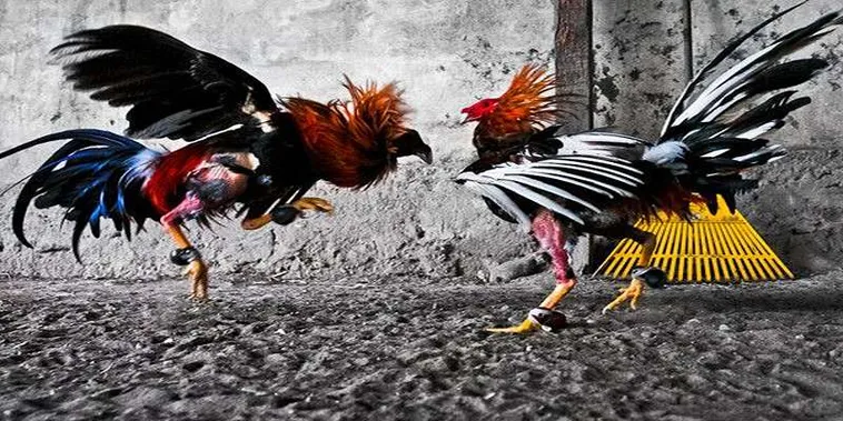 Cách Chơi Đá Gà GA28 Tại 188Bet Dễ Thắng Và Giải Trí Tuyệt Vời