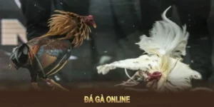 Bí Quyết Thắng Lớn Với Đá Gà WS168 Tại 188Bet Dễ Dàng Nhất