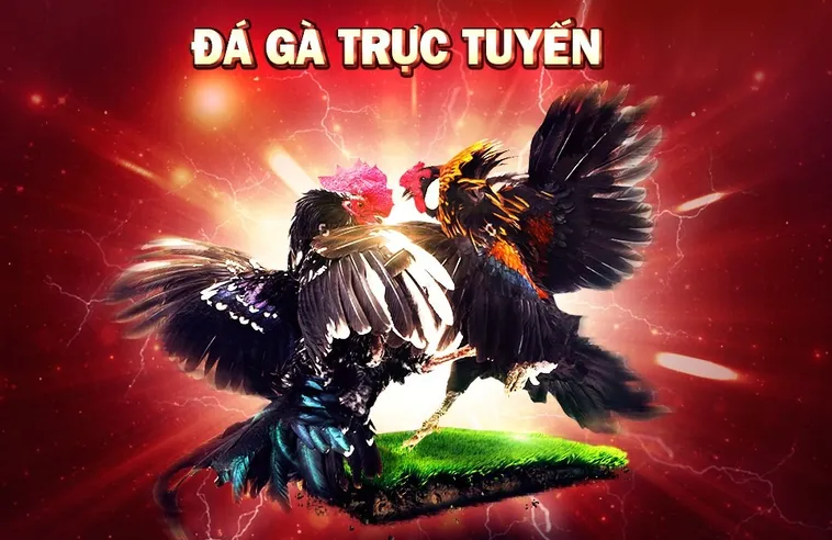 Cách Chơi Đá Gà 3D Tại 188Bet Đỉnh Cao Giải Trí Và Thắng Lớn